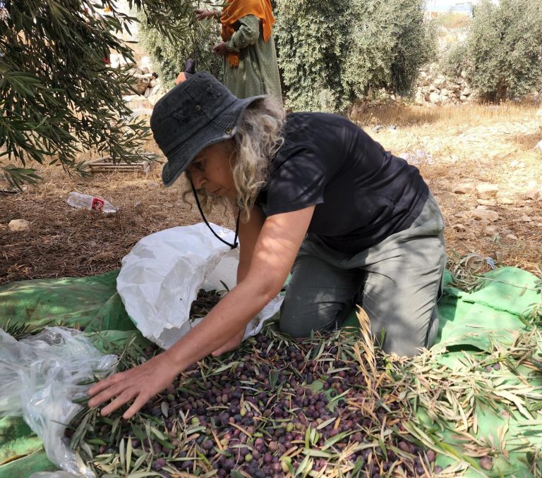 Al-Tawani Olive Harvest October 2022 11