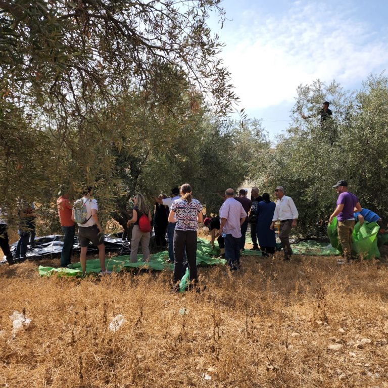 Al-Tawani Olive Harvest October 2022 4