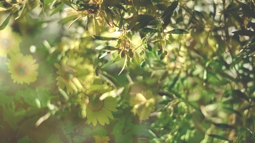 Where Olives and Sunflowers Grow: Strategic Reconciliation in the Israel-Palestinian Conflict | Middlebury Institute of International Studies